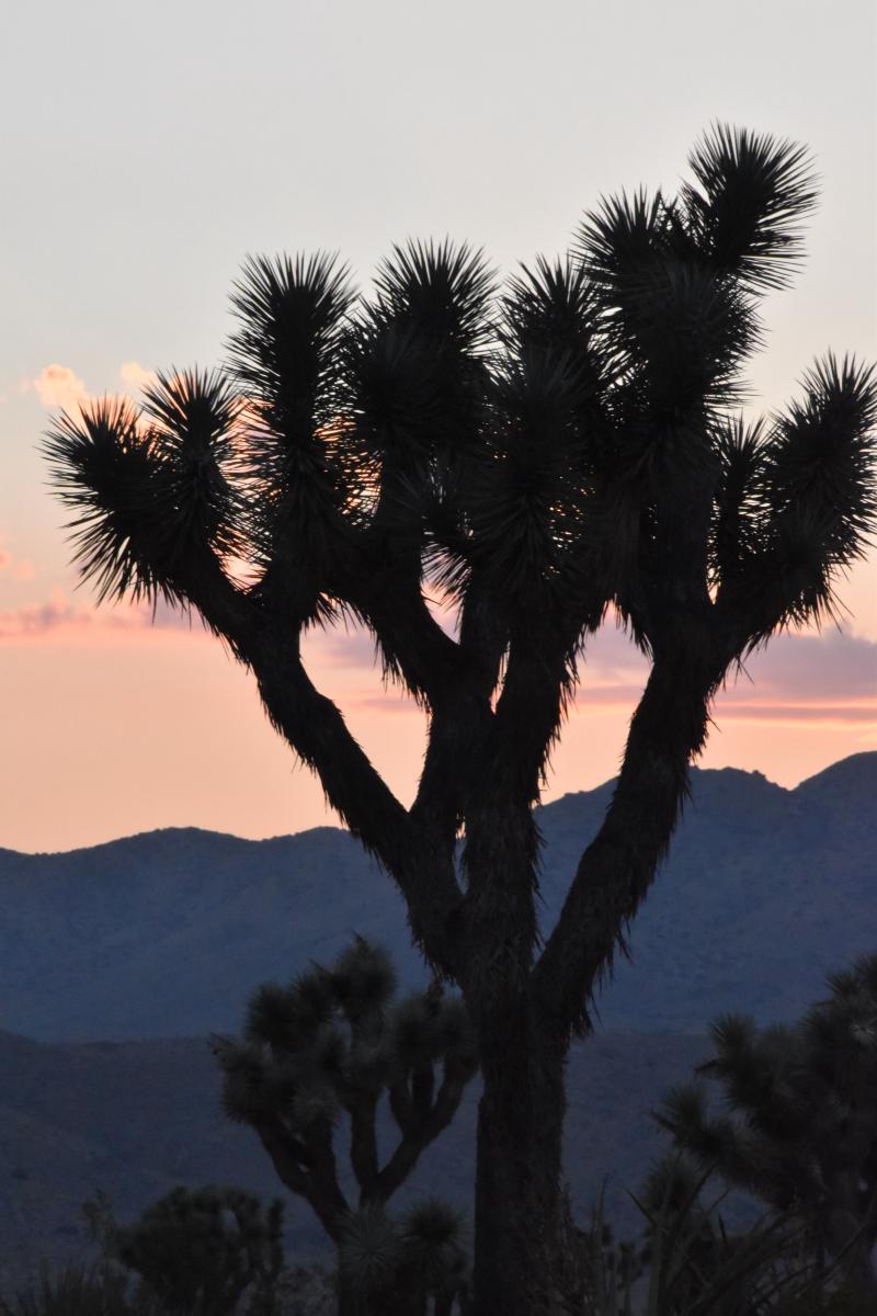 Joshua Tree at sunset